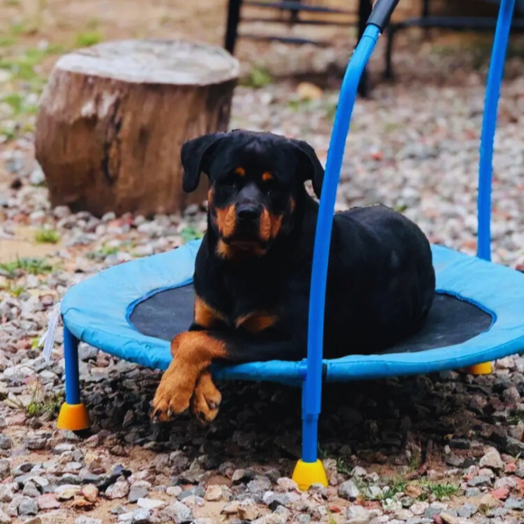 dog, animal friends
