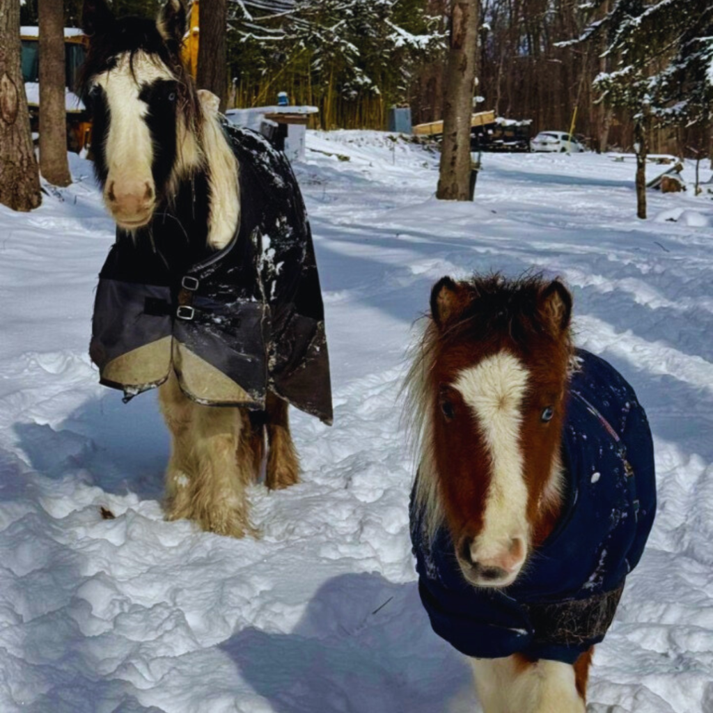 Horses