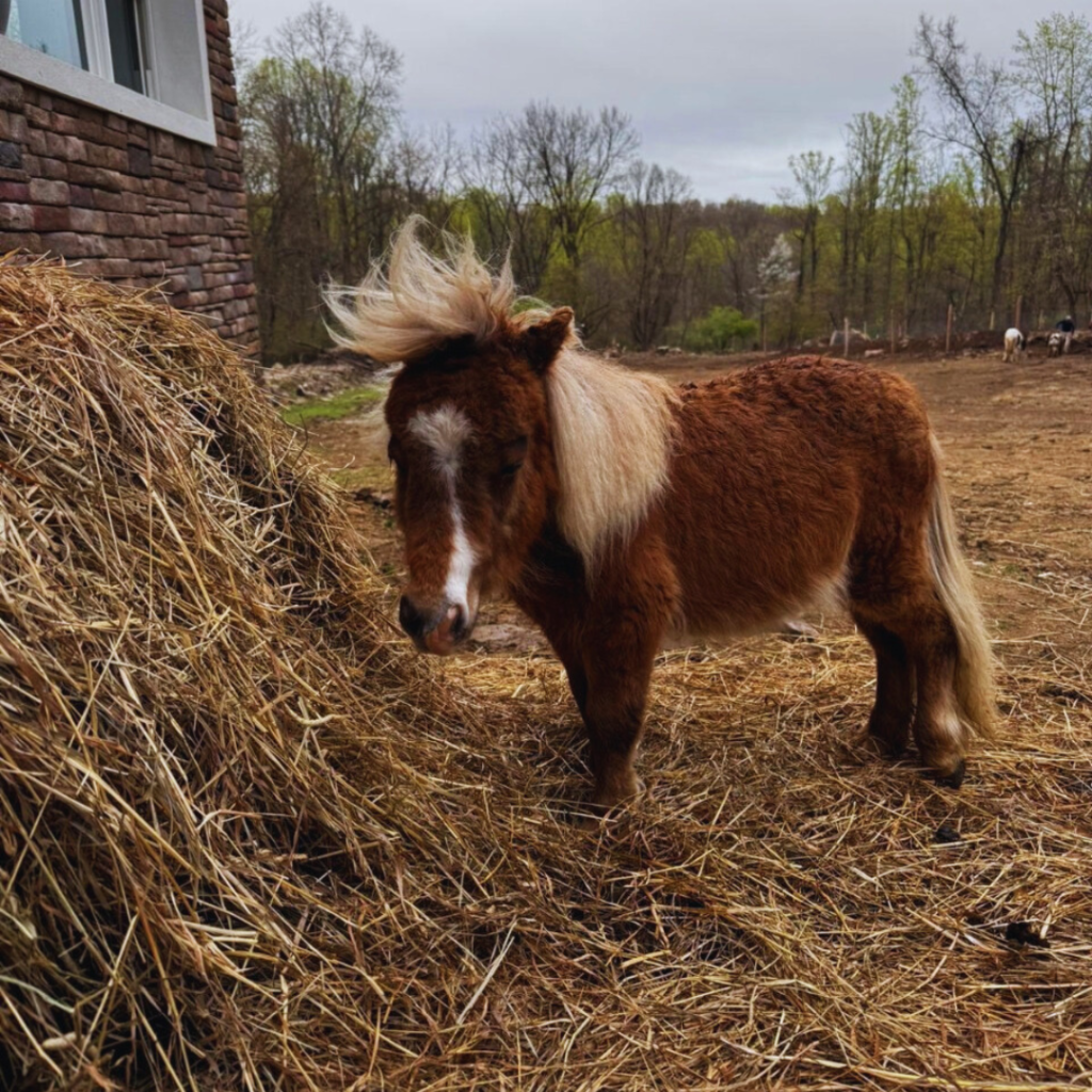 Pony, farm