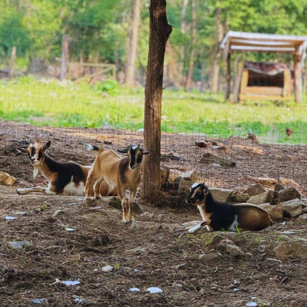 animals